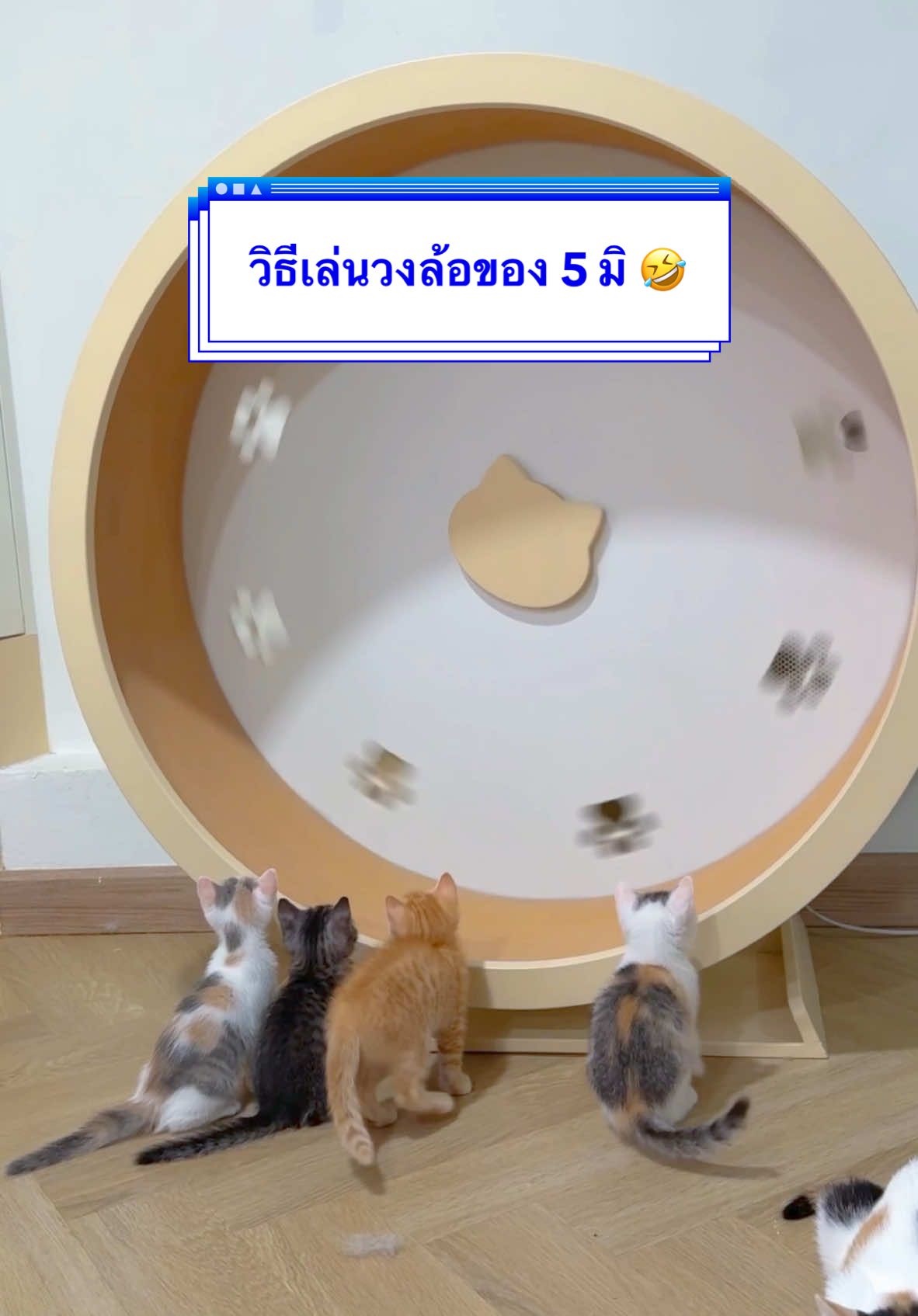 วิธีเล่นวงล้อของ5มิ🤣 พวกนังจะรอแมวโตวิ่งเสร็จ วงล้อกำลังหมุนเร็วๆแล้วก็เข้าไปให้กระเด็นออก ทำทำไม..... #สวนสัตว์tiktok #malonfamily #มาลอนเดอะแคท #malonthecats 
