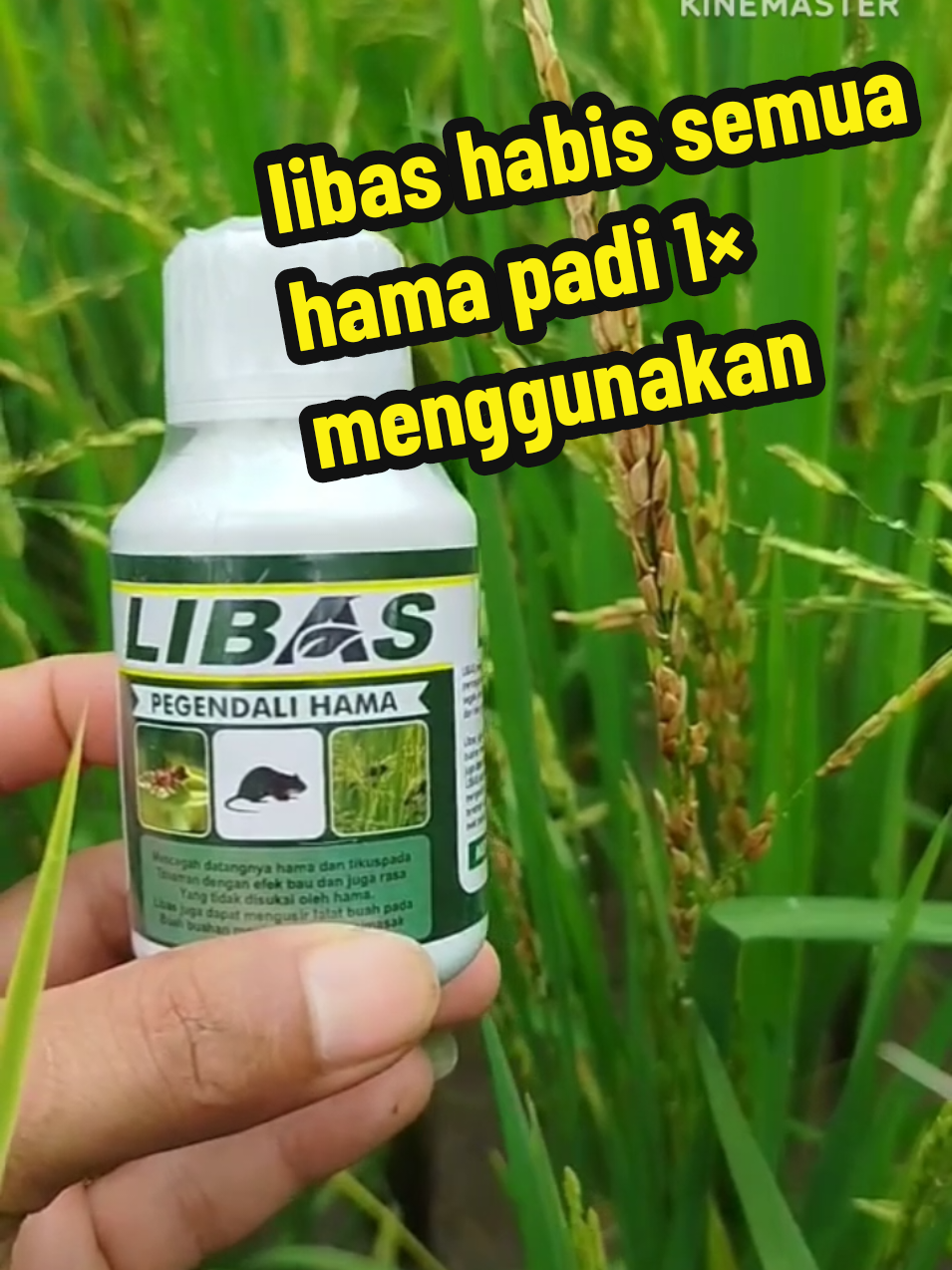 obat hama padi#fungisida #pupuk #pengendalihama #obatpengendalihamapadi #libas 