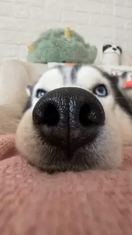 It turns out that the dog’s nose is really made of sponge #husky #pet #fyp 