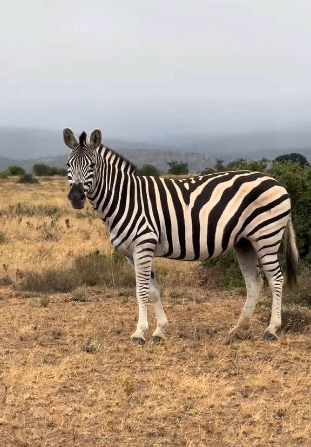 Zebra Striking a Wild Pose! 🦓✨ #WildStyle #ZebraVibes #africanwildlife #Zebra #Safari 