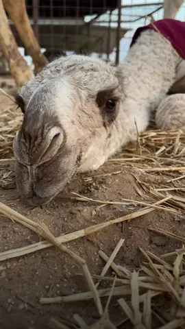 #ماشاءالله #اكسبلوررر #CapCut #🌷🌷 