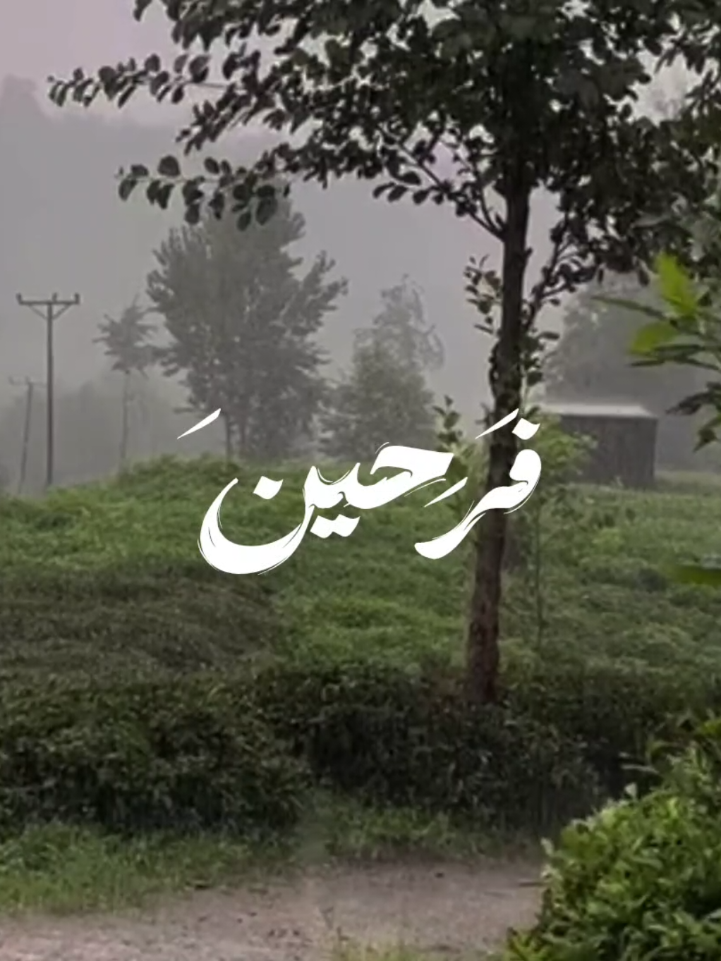 فَرِحِينَ بِمَا آتَاهُمُ اللَّهُ مِن فَضْلِهِ وَيَسْتَبْشِرُونَ بِالَّذِينَ لَمْ يَلْحَقُوا بِهِم مِّنْ خَلْفِهِمْ أَلَّا خَوْفٌ عَلَيْهِمْ وَلَا هُمْ يَحْزَنُونَ ❤️‍🩹 #المنشاوي #قران_كريم #قران #راحة_نفسية #طمأنينة 