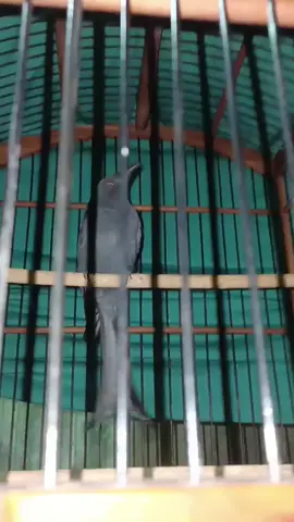 Srigunting Abuabu sepuhhh nembak Cililin #srigunting #sriguntingabu #sriguntingabuabu #sriguntinggacor #sriguntingabumania #sriguntingabuisian #sriguntingkelabu #masteranburung #masteranmuraibatu #masterancucakijo #tengkekbuto #kunti #cililin #kapastembak #cjenggot #sikatanlondo #fyp #viral 