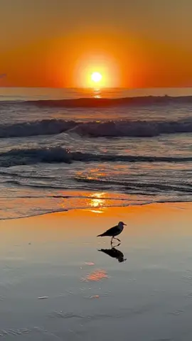 #senja #sunset #pantai #soundsofnature #beach #fyp 