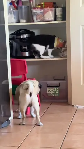 Cat thief #cat #funnyvideo #catsoftiktok #fyp #pet 