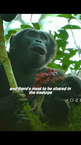 I can't imagine that orangutans resort to hand tearing to divide their  food. It's horrible  #chimpanzee #orangutan #fyp #viral #hunting #foryoupage #trending #wildlife 