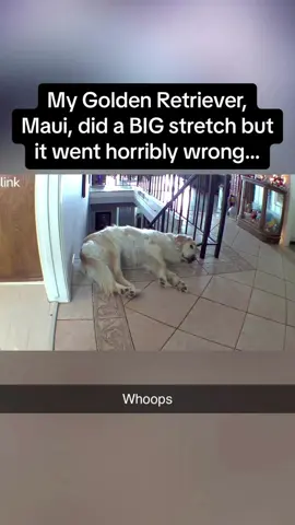 Stretching Dogs#foryou #dog #funny #fyp #funnyvideo #interesting 