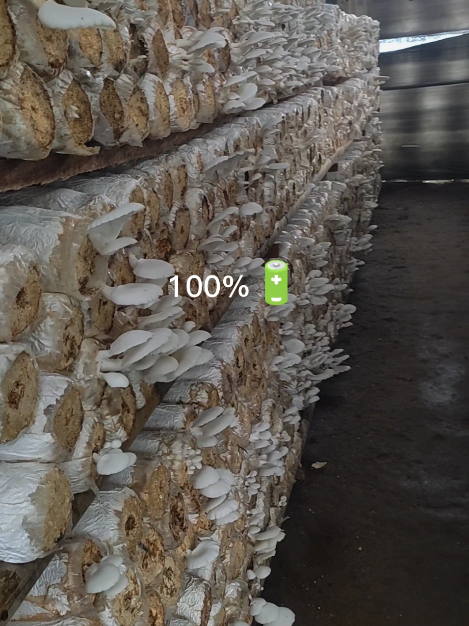 Usia Baglog 4-5 Bulan... Alhamdulillah masih panen walaupun sudah tidak begitu maksimal... 🙏🤠 #produksijamur #olahanjamurtiram #budidayajamurtiram #petanijamur #jamurtiram #petanimuda #fyp #jamurtiramindonesia #semangat #petanijamurtiram #petaniindonesia🇮🇩🇮🇩🇮🇩🌿🌿 #petanimilenial 