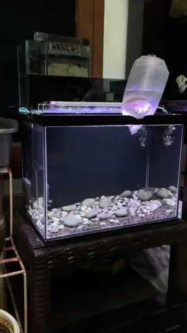 selalu yang minimalis 😭 #waderpari #ikanwader #tawes #ikanmini #bukanmasheer #wadercakul #aquariumfish #aquariummini #minimalisaquascape #aquariumhobby 