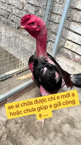 Gửi tới ae giúp em mới ạ gà ăn độ về nuôi mãi không đỏ khoẻ mà cứ héo đi .. Ae có cách nào chữa được chỉ e mới ... cảm ơn ae #xuhuong @Linh Kinh Bắc @Anh Đức BN 