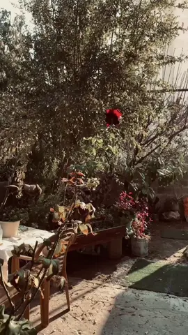 🤎🤎 #حركة_إكسبلور #حارة_الباشا #دورا #موسيقى_تيك_توك #اجواء_الشتاء #تصويري📸اكسبلوور #ورد #العالم_العربي #Sing_Oldies #اغاني_بدون_موسيقى #الوطن_العربي_تيك_توك #📍 #🖤🥀 #ixplore #بيوت_قديمة_لكل_منها_قصة_وأسرار_وحكايات #ذكريات_لاتموت #كان_ياما_كان #كان_يا_مكان_الحب_مالي_بيتنا #❤️❤️❤️❤️❤️❤️❤️ 