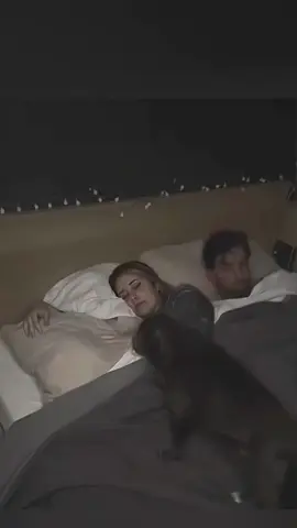 Animals are human's friend ❤️   #pet #cat #dog #cute #animals #foryou #typ