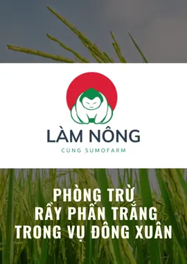 PHÒNG TRỪ RẦY PHẤN TRẮNG TRONG VỤ ĐÔNG XUÂN #sumoph #lamnongcungsumofarm #xuhuong #rayphantrang 