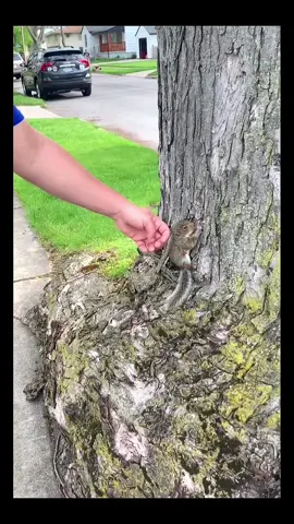 The kind guy rescued the poor squirrel#rescue #rescueanimals #animalstiktokcat #squirrelsoftiktok #squirrels 