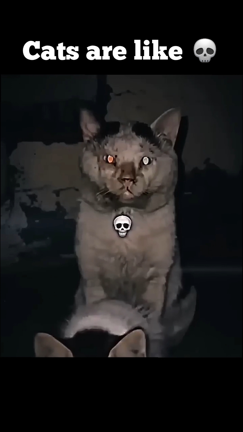 Cats are like 💀 #cat #cats #catlover #catreflexes #catreaction #ultrainstinct 