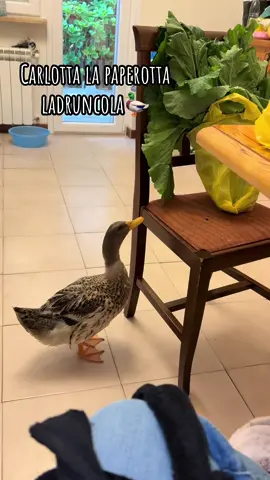 Non la trovavo più… 🦆🙃 #duck #Love #amore #paperella #perte #foruyou #neiperteee #ladro 