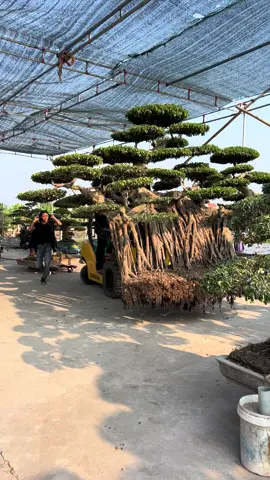 Hàng đi phục vụ ae hà nội .#xuhuong #bonsai #phamthao 