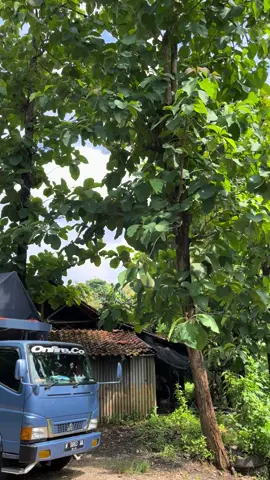 Dangdutan sek #hmcabe_squad_official #pasukanhalusinasidoktergakngatasin 