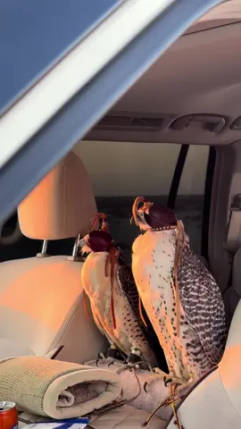 مرفوق وذرب تبارك الرحمن 🤍 . . . . . . #صقر #حبارى #الصقر #شاهين #جير #حر #foryoupage #foryou #بوطبي #دبي #طير #هدد #مقناص #الشعب_الصيني_ماله_حل😂😂 