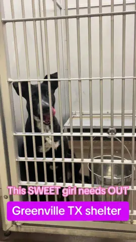 Princess leia is the longest resident and at great risk. Look how sweet and happy this 10 month old pup is. She doesnt even realize what her fate may be 😢 #foryoupage #fyp #volunteerrunorganization #highkillshelter 