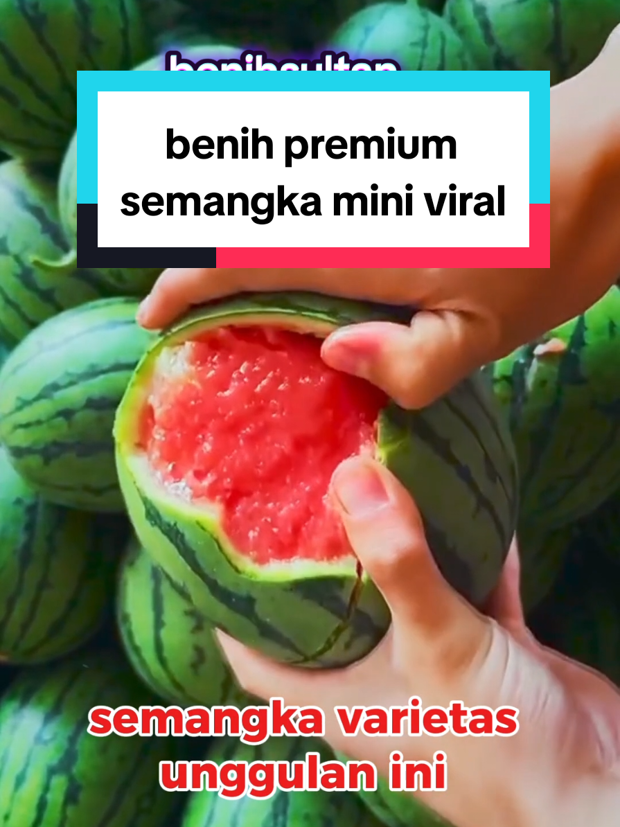 benih semangka mini viral manis renyah cepat tumbuh cepat juga panen nya #benihsemangka #benihsemangkamerah #semangkamini #semangkaviral #viral #fyp #semangka 