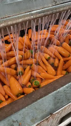 tận mắt thấy quy trình làm sạch, sơ chế, bảo quản cà rốt, từ lúc thu hái đến khi đóng gói, xuất bán #haiduong #carotducchinh 