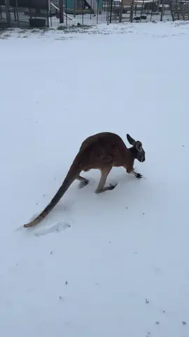 Dingo the red kangaroo experiences snow for the first time #fyp #texas #kangaroo #junglejimsfarm #houstonsnowstorm2025 #dingotheredkangaroo 