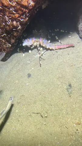 I caught a giant lobster hiding in the cave. #diving #crab #catchthesea #seafood #seaside #fish 