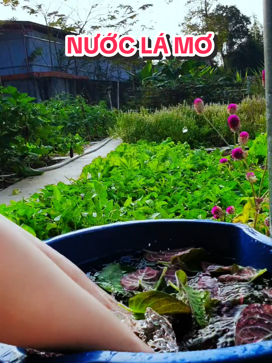 NƯỚC LÁ MƠ cải thiện viêm đại tràng #nhactet #nhacxuan  #hoacomuaxuan  #nuocuongboduong  #nuoc #nuoctot  #nuoclamolong #nuocuongtotchosuckhoe  #viemdaitrang #viemdaitrangcothat 