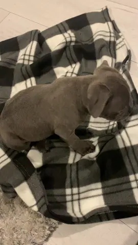 Happy 2nd birthday to our boy Billy🎉 Here’s a throwback to the night we brought him home #staffy #staffordshirebullterrier #staffies #staffie #staff #staffysoftiktok #fyp 