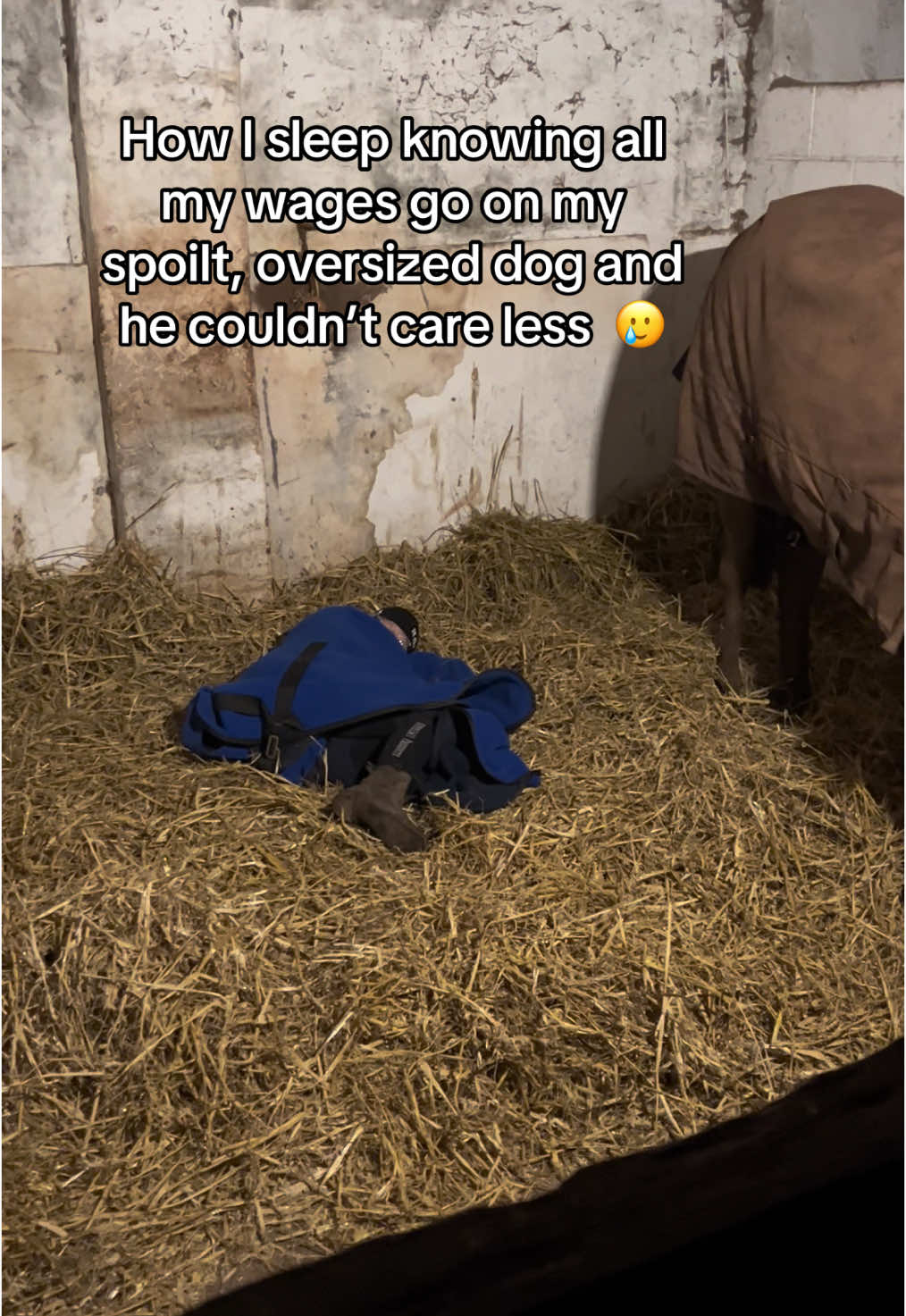 Who else can relate?  Least his bed is comfy 🥰 #equestrian #equestrianlife #equestriantiktok #spoiltpony #horses #equestrianpov #ponies #poniesoftiktok 