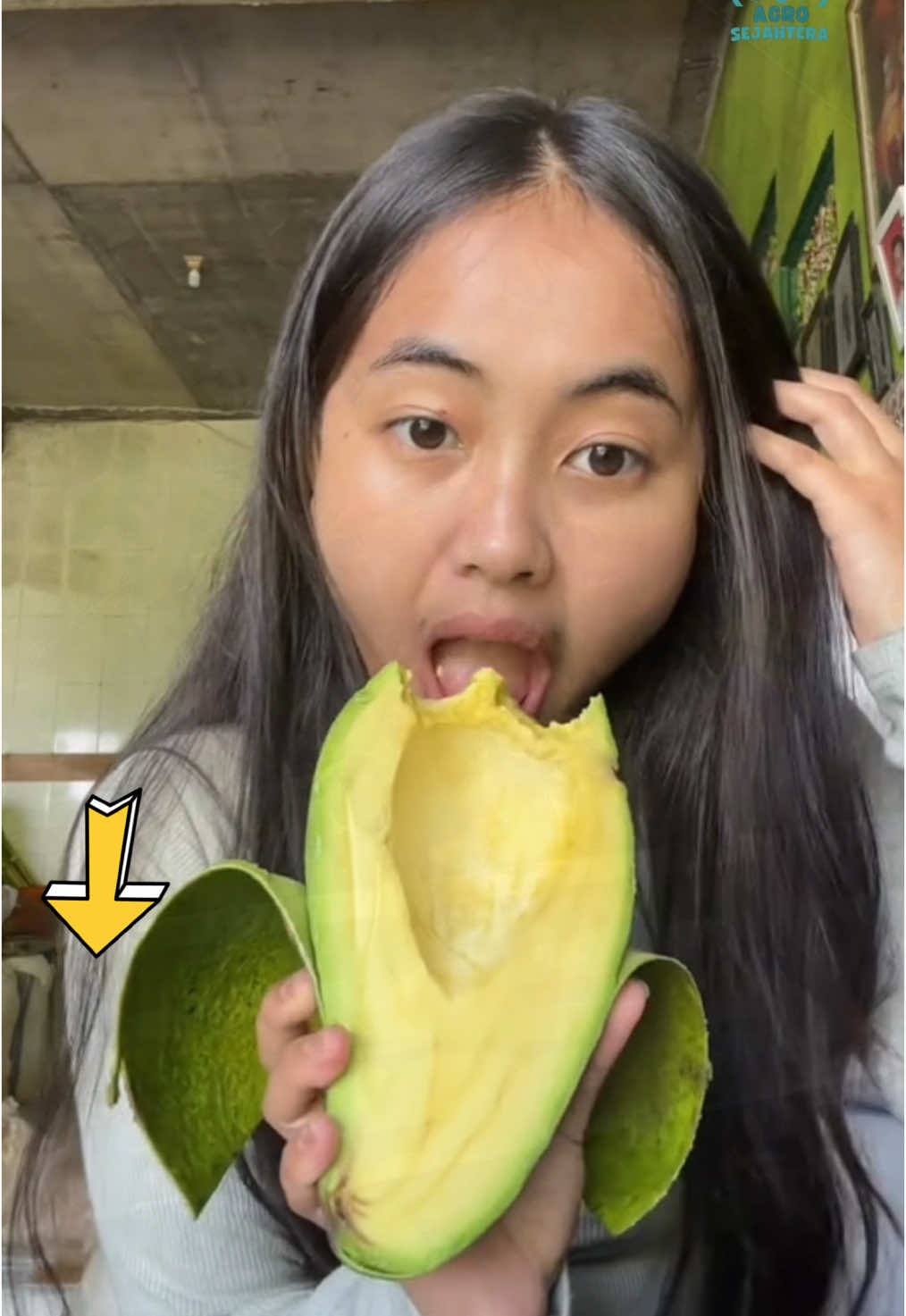 Kenalkan, bibit alpukat aligator🥑! Mudah tumbuh, menghasilkan buah besar dengan rasa yang lezat dan daging yang tebal. #berkebundirumahaja #berkebunhappy #tabulampot #bibitalpukat #fyp #doktif 