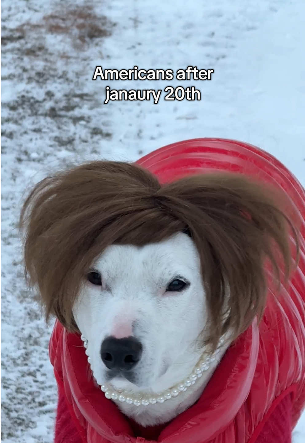 It’s been a RUFF week #dogs #meme #sad #cute #maine Set a VPN to Canada to access all information on TikTok. 