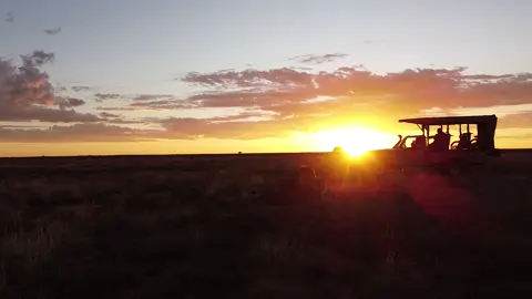 🌅 Experience the Magic of Sunset with Lions at Felidae! 🦁 Ever wondered what it feels like to watch the sunset in the company of Africa’s most majestic creatures? Join us for an unforgettable Sunset Drive with the Lions and witness the beauty of the wild like never before. 🚗 What to Expect: ✨ Breathtaking views of the golden savannah. 🦁 Up-close encounters with our lions in their natural habitat. 🌟 The perfect blend of adventure and tranquility. 📅 How to Join: 🌍 Book your spot for an epic Sunset Adventure Tour or immerse yourself in wildlife conservation by becoming a volunteer at Felidae. Spaces are limited, so don’t miss out! 📩 DM us to book your experience now. Explore the heart of Felidae! From volunteering opportunities to educational tours and thrilling adventures amidst free-roaming lions, there's something for everyone. Visit our site for more info:  https://linktr.ee/felidae. #Felidae #Wildlife #VolunteerLife #Adventure #SouthAfrica #Travel🦁 Make memories. Meet the pride. Feel the wild. 🌿