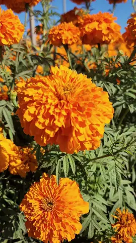 Orange Marigold Flower Field #flower #flowers #marigold #marigolds #nature #flowerfields #carlsbad #fields #field #relaxing #relaxingvideos #relaxation #relax #fyp #foryou #foryoupage #follow
