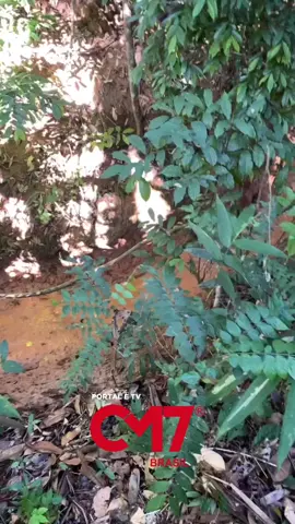 Qual é o seu talento, recruta? 🤣 Em um vídeo descontraído, um grupo de jovens do exército aparece em uma mata quando um deles chama o recruta e pergunta qual é o talento especial dele.  Sem hesitar, o jovem responde que sabe imitar um galo e, ao ser desafiado, solta um canto idêntico ao de um galo, surpreendendo a turma e arrancando risadas de todos.  📲 𝗔𝗰𝗲𝘀𝘀𝗲 𝗰𝗺𝟳𝗯𝗿𝗮𝘀𝗶𝗹.𝗰𝗼𝗺 𝗽𝗮𝗿𝗮 𝗺𝗮𝗶𝘀 𝗻𝗼𝘁𝗶́𝗰𝗶𝗮𝘀.  📽️ Reprodução: @iagojason0