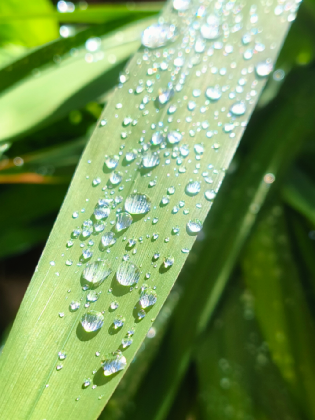 Lo hermoso de la naturaleza  #nature #naturaleza #hojas #hojasmojadas #lluvia #gotasdelluvia 