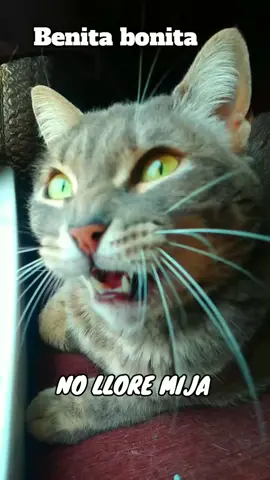 #gatitostiktok #funny #familiaamigosdelasmascotas #chistesmalosjajajsjsjjsjs #parati #grupworld #soycreador #fypviral 
