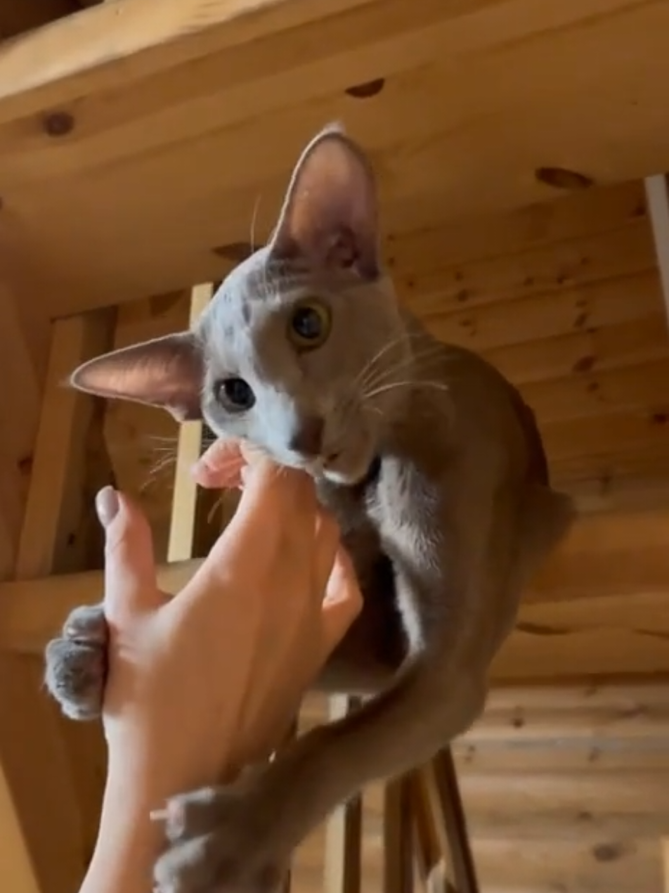 ##orientalshorthair #orientalshorthaircat #dobbycat #catsoftiktok #PetsOfTikTok #orientalcat 