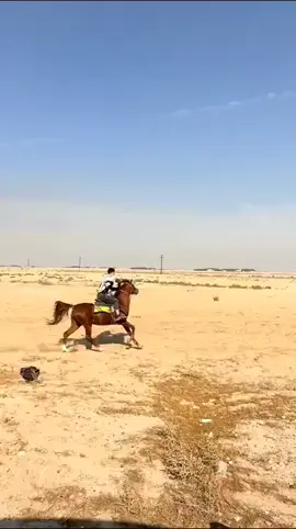 #العبيه  🐎🐎#عبيان #الخيول_عشق_لاينتهي #السماوه_مدينتي🇮🇶❤️ #الشعب_الصيني_ماله_حل😂😂 