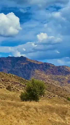 Ekrem Çelebi-Ya beni de götür ya sende gitme🥀🥀 #ekremçelebi #bozlak #saz #türkü #söz #neşetertaş #bozkır #keşfet #keşfetbeniöneçıkar 