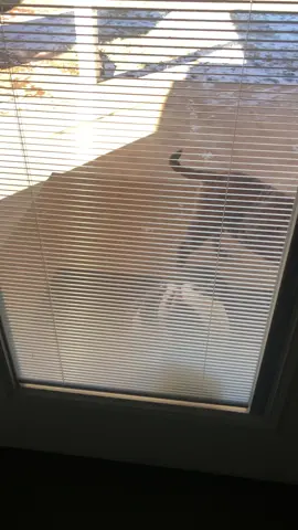 I know y’all missed them 🤭😆😆#dogmom #viralvideo #viraltiktok #contentcreator #soycreador #fyp #fypage #makethisviral 