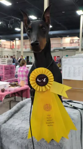 Meet the Manchester Terrier! I'll try to do a few breed intro videos for those of you who may be unfamiliar with this athletic little dog
