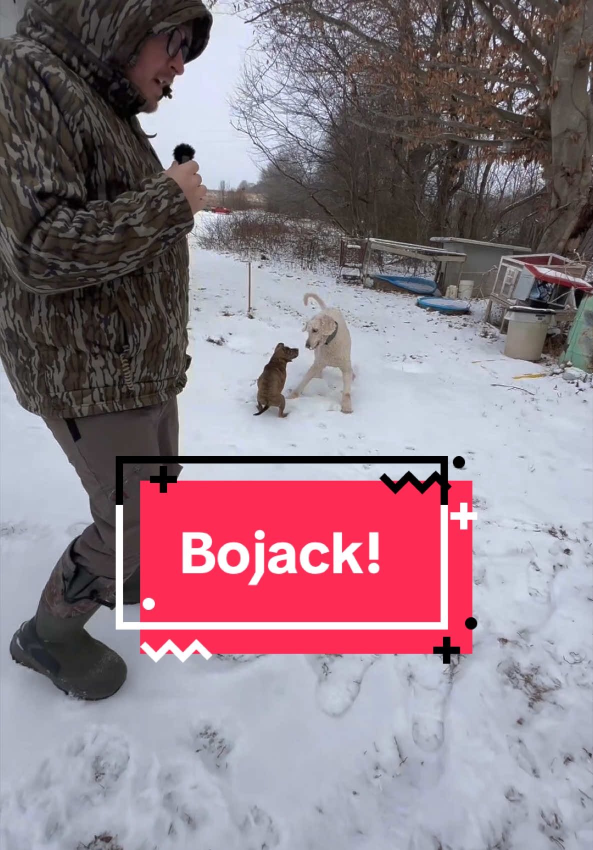 Replying to @User696969 #bojackthedog #dogsoftiktok