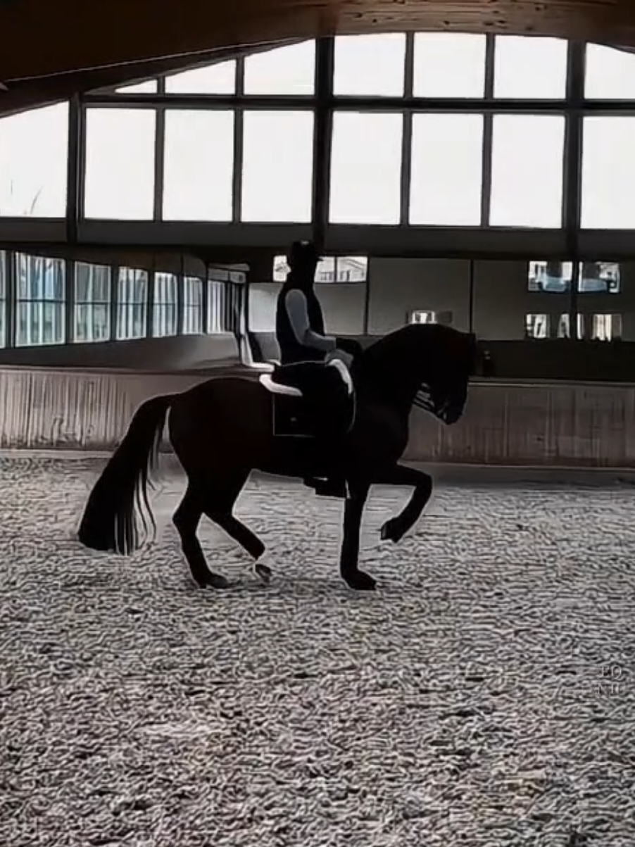 #horseedit #dressage #equestriangirl #dressagehorse #equestrian #dressagerider #capcut_edit #fypviral #foryou #vairal 
