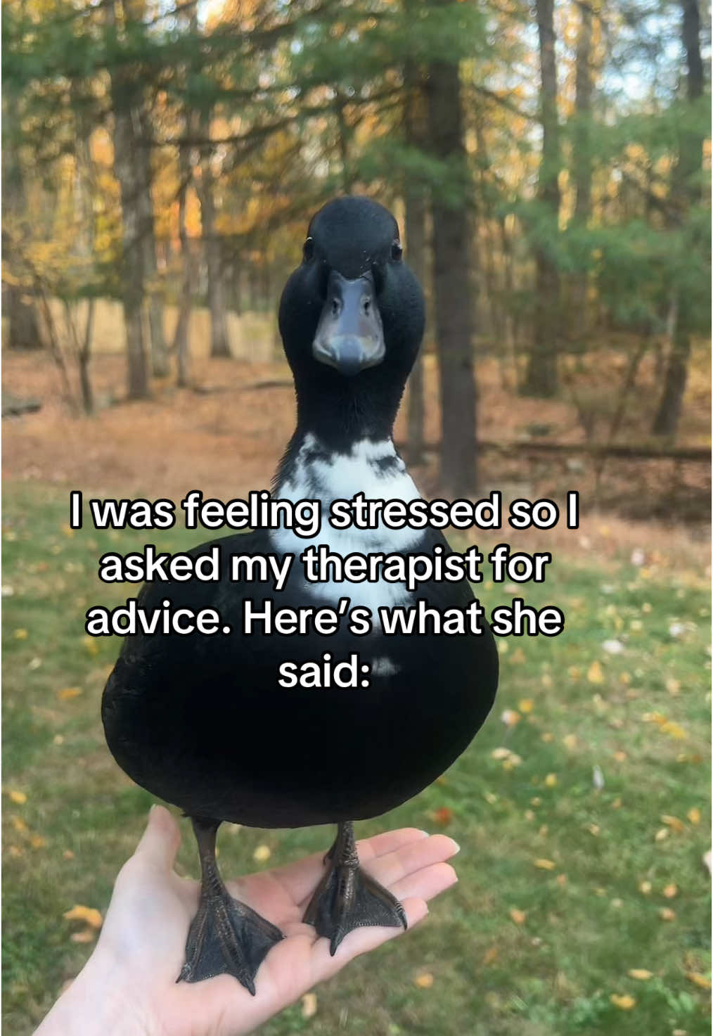 She gives the best advice🥹💗 IB: @Kuzco plus Cleo (CATS) #DunkinDucks #Ducks #PetDucks #CallDucks #FarmAnimals #BackyardDucks #Quack 