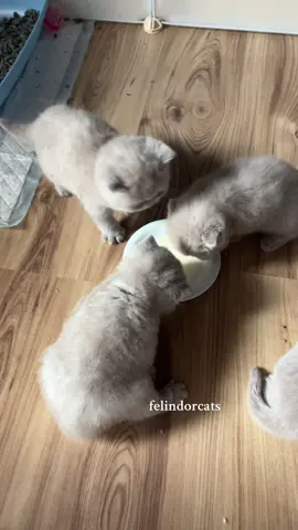 She doesn’t look very happy about her dinner😅🤭 #kitty #kittycat #meow #funnycat #funnytiktok #catsoftiktok 