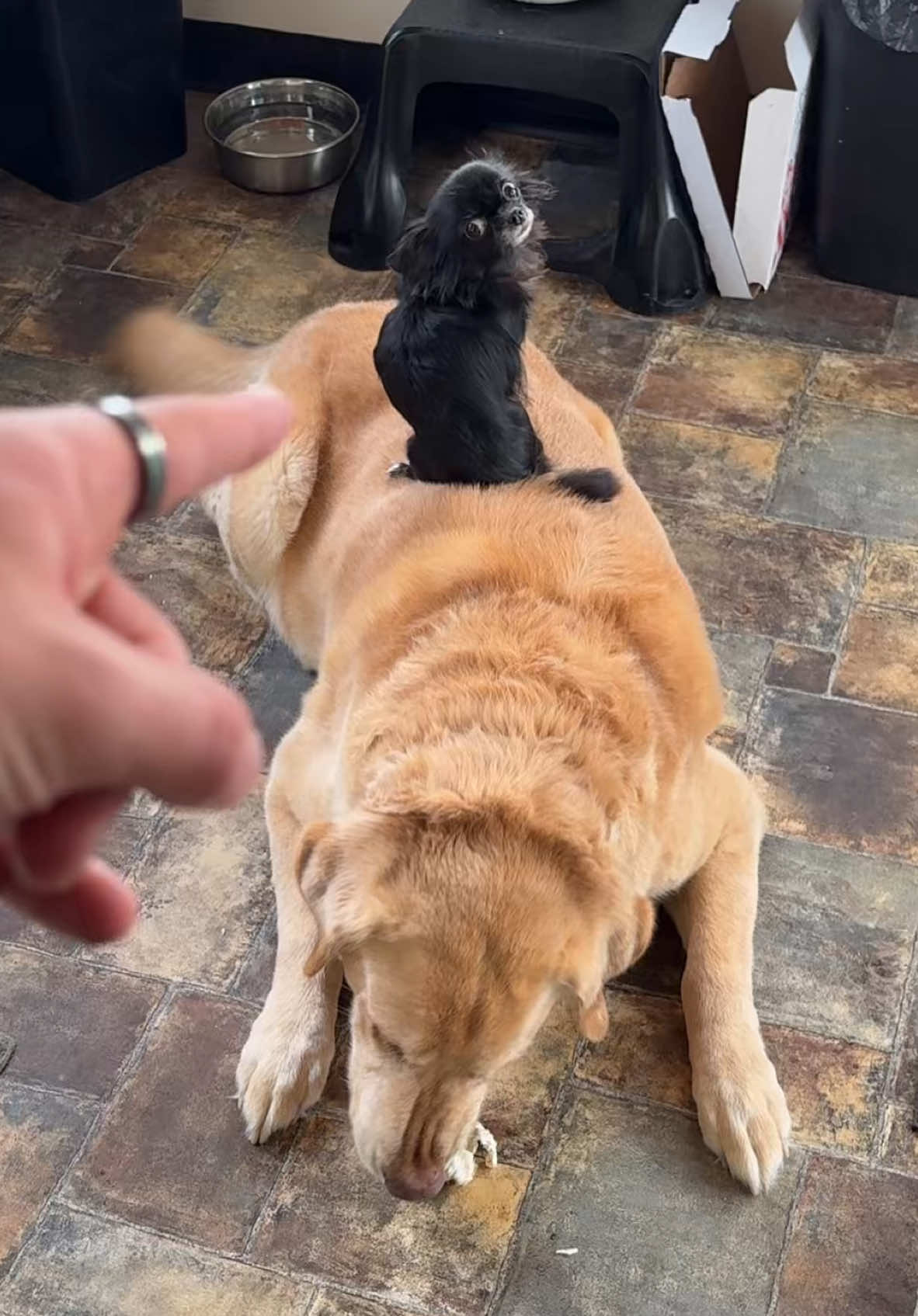 This is adorable 😭❤️