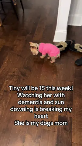#fypシ゚viral🖤tiktok #olddog #seniordog #yorkie #fyp #yorkiesoftiktok #sweetpup #yorkielover 