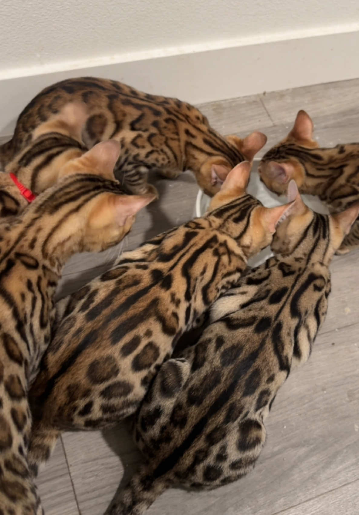 always playing with the water #bengalcat #bengalkitten #snowbengal #silverbengal #fyppp 